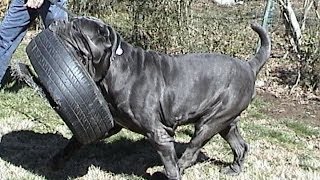 Largest Neapolitan Mastiff Champion BestinShow winner CH Samson [upl. by Kannav]