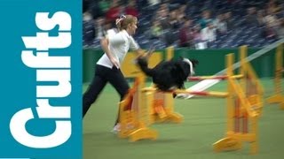 Crufts Agility Funny Clips [upl. by Idnis]