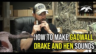 How to Make Gadwall Drake and Hen Sounds [upl. by Eninahs]