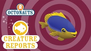 Octonauts Creature Reports  Damsel Fish [upl. by Aridatha]