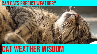 How Cats Can Sense Weather Changes Explained [upl. by Samid]