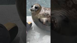 Arctic Ringed Seal enjoying its crushed ice  Kaiyukan Osaka [upl. by Gemini]