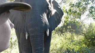 MakutsiSafari Elefantenbegegnung  meeting an elephant [upl. by Verdi]