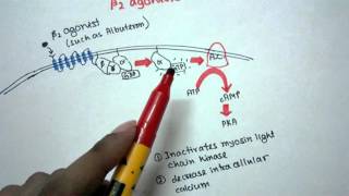 Mechanism of action of Beta 2 agonist [upl. by Tteraj]