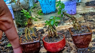 Argao Taiwan Bonsai 🌱quot mamequotquotroot expose quot [upl. by Lanor769]