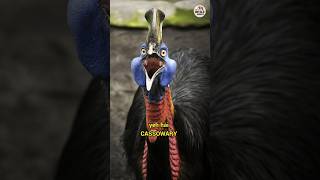 Cassowary  साक्षात यमराज shorts [upl. by Llirrehs]