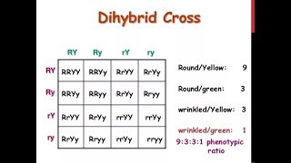 Punnett Square Basics  Mendelian Genetic Crosses [upl. by Wilkinson]