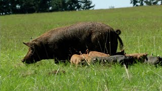 Pastured Pigs A Journey from Farm to Fork [upl. by Penland519]