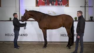 Fynch Hatton by Formel Eins  Sir Donnerhall I – stallion born 2016 ENG [upl. by Possing]