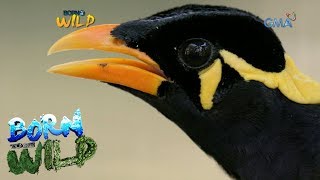 Born to be Wild The repatriation of a Philippine Talking Mynah [upl. by Swinton]