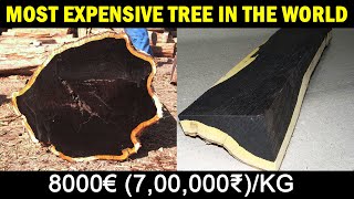 Most EXPENSIVE TREE in the WORLD  African Black wood [upl. by Ellenod]