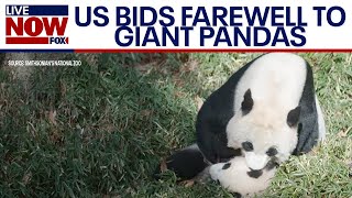 Giant Pandas depart national Zoo for China  LiveNOW from FOX [upl. by Naenaj]