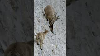 The Gravity Defying Goats ibex short [upl. by Elka]