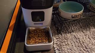 Raiden got a gift PAPIFEED Automatic Dog Feeder Review [upl. by Coriss]