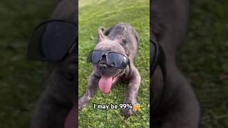 Brindle fluffy French bulldog in trouble 😧 cute puppy frenchie [upl. by Esina279]