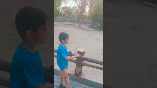 rhino🦏😌😎🧿😘🥰😇👍😉👑👌youtubeshorts funny chutto chutto comedy shortvideos [upl. by Ecirahs]