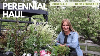 Perennial Plant Haul  mostly zones 48 amp deer resistant [upl. by Suoicerp673]