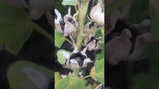 Hollyhock gone to seed backyardgardening desertgarden flower seeds [upl. by Kendricks369]