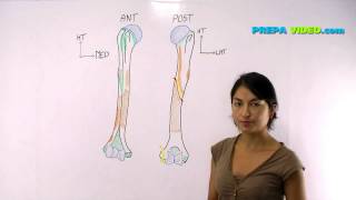 anatomie cours osteologie humerus [upl. by Bussey]