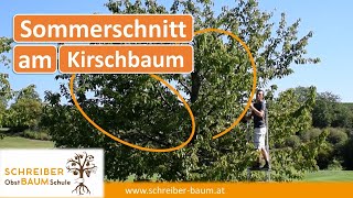 Zu große Obstbäume kleiner und schlanker schneiden  Sommerschnitt am Kirschbaum [upl. by Zerdna366]