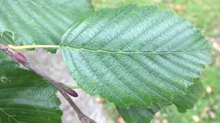 Grey alder  leaf close up  September 2018 [upl. by Zoie]