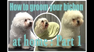 How to groom your bichon at home Part 1 the prep work [upl. by Aiek]