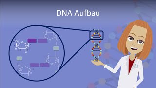 DNA Aufbau leicht erklärt [upl. by Eornom]