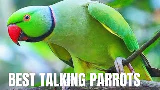 Talking Raw Parrots Setup Alexandrine Parakeet Talking Parrot talkingparrot rawparrots bird [upl. by Analah]