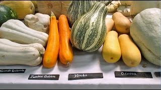 Amazing 300 Different Varieties Of Squash From All Around The WorldAnd Their Names [upl. by Aenyl]