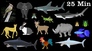 Animals Collection  Sharks Farm Animals Pets Insects amp More  The Kids Picture Show [upl. by Adan]