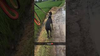 Greyhound shikari dog and racing dog bride greyhound shikari shortvideo [upl. by Nottage]