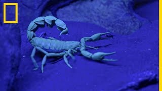 Ce scorpion est lun des plus mortels au monde [upl. by Nolyk]