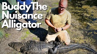 Buddy The Nuisance Alligator [upl. by Nomzaj]