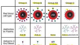 Grupos sanguíneos Sistema ABO e Fator Rh [upl. by Hurst]