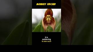 Monkey face Orchids [upl. by Dierdre]