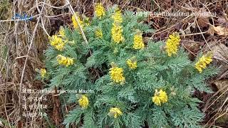 산괴불주머니Beautiful corydalis [upl. by Ihdin]