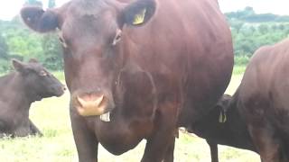 Church Farm Ardeley Red Poll breeding herd  Elevenses [upl. by Orofselet]