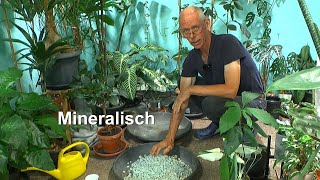 Pflanzen im Zimmer mineralisch aber wie geht das Klimbim aus dem Dschungel auch mit Monstera [upl. by Neelrak]