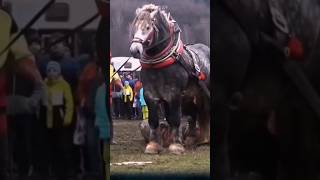 The Shire horse the largest horse breed in the world that you may not know about shirehorse horse [upl. by Mccollum]