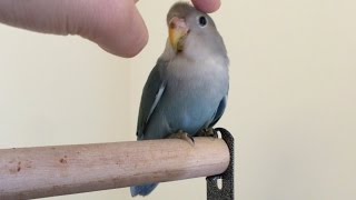 How to hand tame a lovebird in 5 days [upl. by Irtimd]