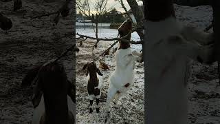 Ziegen Bock auf dem Bauernhof Weide im Schnee Österreich Gehege Anlage Hausziege Ziege Zicklein Geiß [upl. by Retsev837]