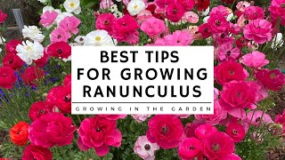 HOW to PLANT and GROW RANUNCULUS plus TIPS for growing ranunculus in HOT CLIMATES [upl. by Minetta]