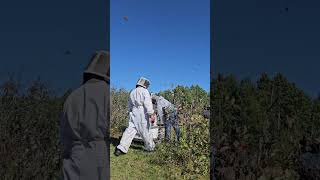 second rouns fall medication chokecherry yard [upl. by Karole703]