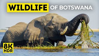 Safari in Botswana 8K  Wild Animals amp Birds of Chobe National Park in Africa  Nature Sounds [upl. by Yadsendew]