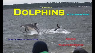 Watching the Dolphins at Chanonry Point An Amazing Wildlife experience [upl. by Colwin]