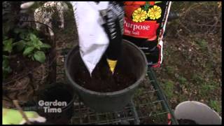 Planting Fuchsias [upl. by Hite]