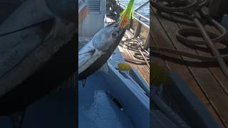 Albacore Tuna Fishing BREAKFAST TO GO yakventures albacore eatseafood [upl. by Mathias]