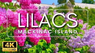 THE LARGEST LILACS IN THE WORLD  Mackinac Island Lilac Festival 2023  Lilac Garden Tour [upl. by Inamik]