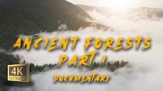 Ancient Forests Documentary in 4K part 1  Mysterious Woods  Amazon Rainforest Taiga Yakushima [upl. by Olivann]