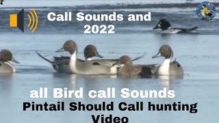 Pintail Should Call hunting Video [upl. by Yvel]